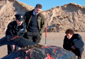 Whales. Not usually the suicidal type.